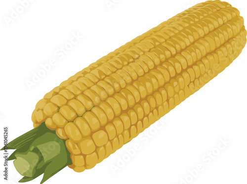 Fresh corn on the cob vector illustration with detailed yellow kernels and green husk for food and agriculture designs