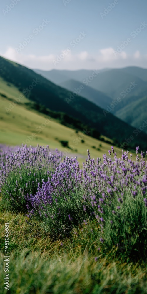 Obraz premium Lavender field mountain valley blooming purple wildflowers meadow landscape with rolling hills and soft distant peaks in morning light