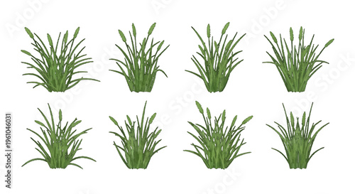 Six fresh grass clumps neatly arranged on white surface in minimalist botanical arrangement