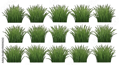 Three orderly rows of lush green grass clumps on white for template use