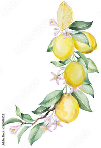 Фотография Watercolor lemon branch with yellow lemon fruits and green leaves