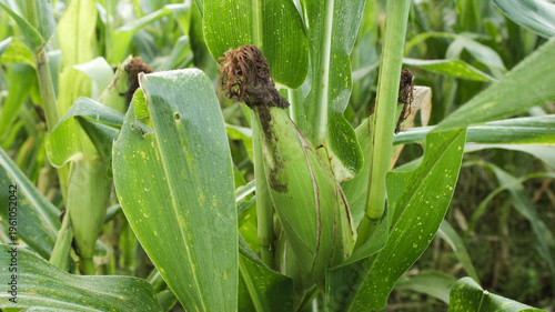 Fotografie A detailed close-up shot of several corn ears maturing in a dense cornfield, foc