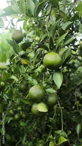 Obraz na plátně A detailed close-up of a vibrant green mandarin orange tree laden with unripe fr