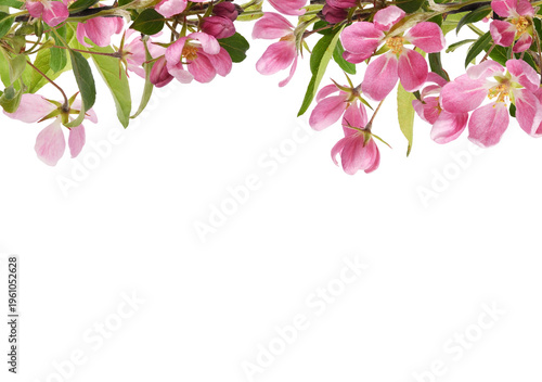 Twigs of pink flowers and g...