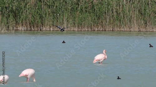 Pato cuchara volando y aterrizando entre un grupo de flamencos comunes en el parque natural El Hondo, Crevillent, España