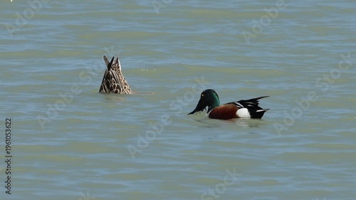 Pareja de pato cuchara común alimentándose en el parque natural El Hondo, Crevillent, España