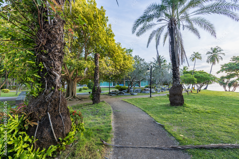 Fototapeta premium Tall palms stand beside a paved path