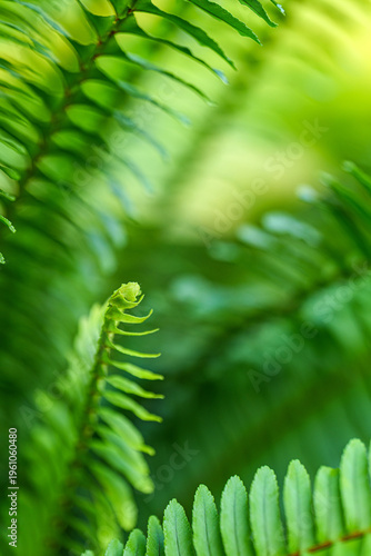 Fresh Green fern leaves close up lush tropical foliage nature background