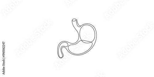 Human stomach anatomy illustration with esophagus and intestines digestive system intestine body medical line drawing