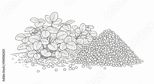 Line drawing of a strawberry plant with a pile of small pebbles or seeds