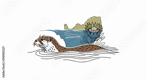 Otter swimming by Eastern Cape map and Protea flower