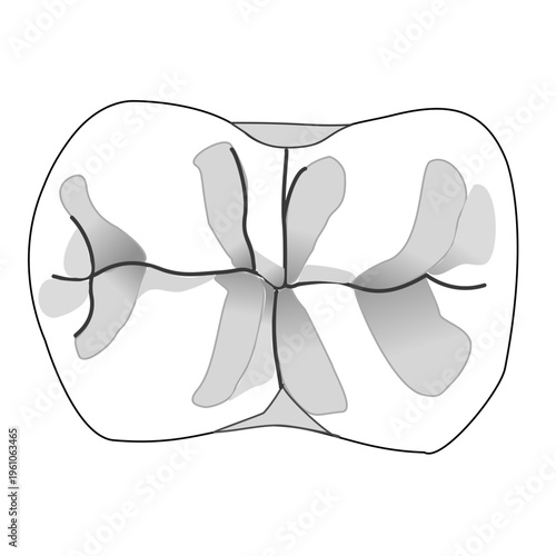 Molar Occlusal Anatomy Vector – Tooth Occlusal Surface Dental Illustration