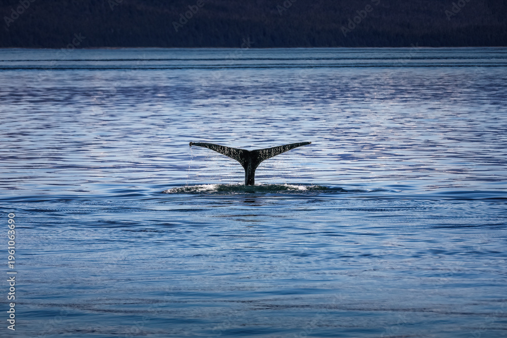 Fototapeta premium Humpback Whale Tail Rising Gracefully Above Calm Alaskan Ocean Waters