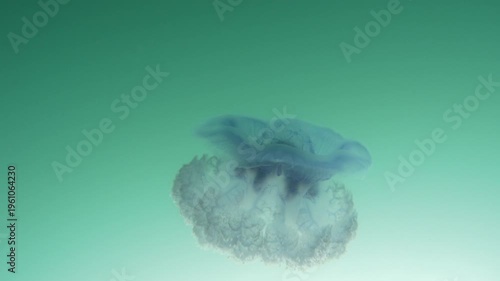 A Blue crown jellyfish, Cephea cephea, swims just under the surface of the Pacific Ocean in Fiji's tropical waters. While these cnidarians have stinging tentacles, they are harmless to humans.