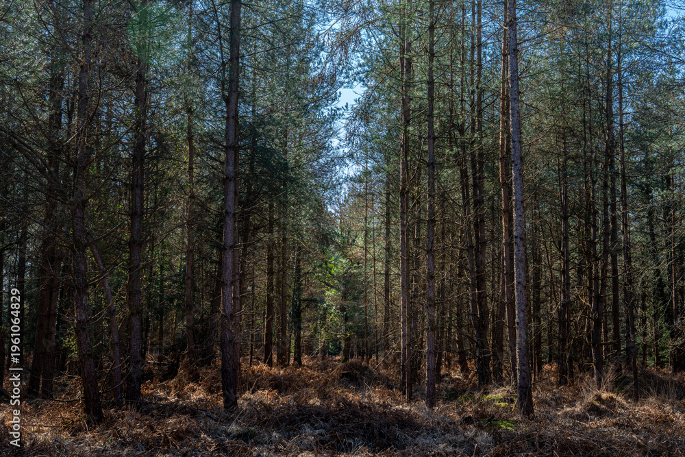 Fototapeta premium Landscape shot looking up into forest lush green trees and foliage with clear blue skies during spring day in sunlight