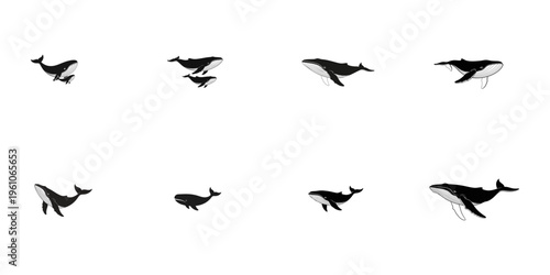 Collection of Humpback Whale Silhouettes with Transparent Background marine mammal ocean