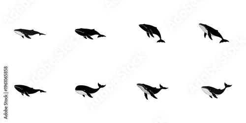 Eight Silhouette Humpback Whales in Various Poses with Transparent Background animal marine life