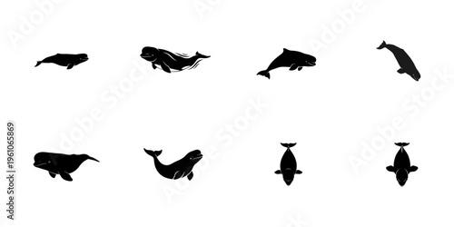 Beluga Whale Silhouettes Various Poses cetacean marine mammal