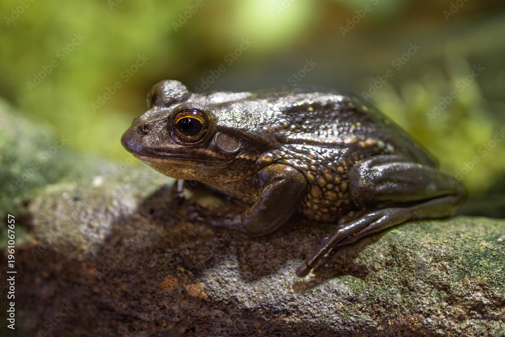 Obraz premium Green and golden bell frog, Litoria aurea, a species of ground-dwelling tree frog native to eastern Australia. Now vulnerable in the wild.