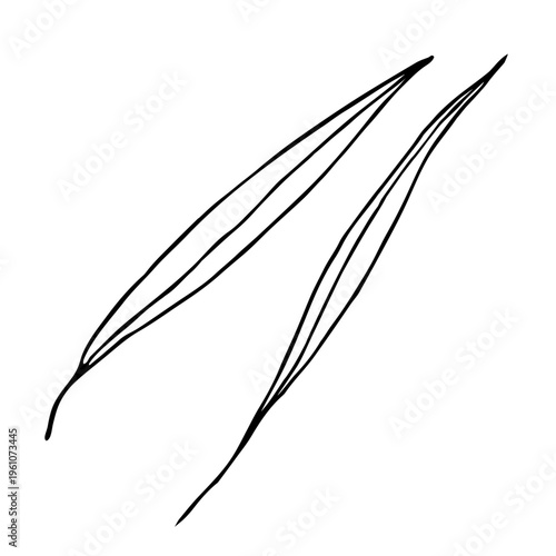Long thin grass blades leaves, stalks flowing curves lines.