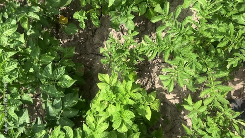 Potato field, green potato leaves. Farmer's well-groomed field, non-GMO potatoes.