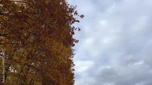 Ukrainian forest, yellow autumn leaves. Beautiful nature, fresh air, trees covered with yellow leaves.