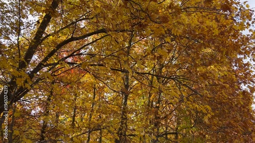 Ukrainian forest, yellow autumn leaves. Beautiful nature, fresh air, trees covered with yellow leaves.