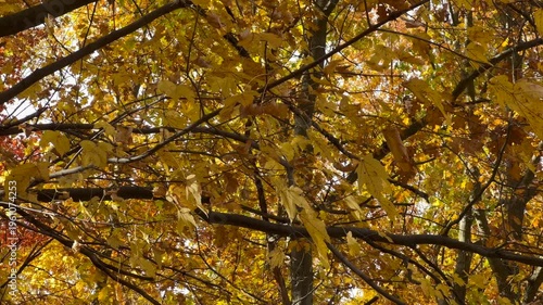 Ukrainian forest, yellow autumn leaves. Beautiful nature, fresh air, trees covered with yellow leaves.