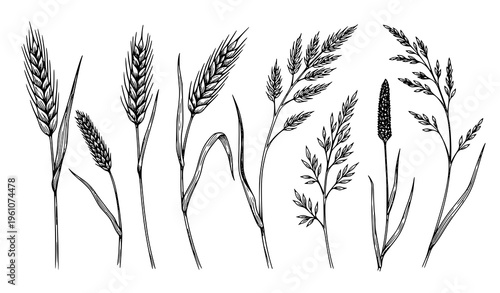 Wild grass flower botanical sketch set vector black and white floral meadow collection isolated