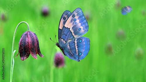 A bright blue tropical morpho butterfly and wild tulips in a meadow. Copy space