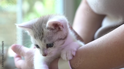 Female owner hand hold cute newborn tabby kitten with love and care inside house.