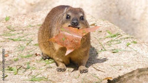 Close up of Rock hyrax also known as rock rabbit sitting on a rock and eating a leave on a sunny spring day