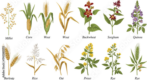 Collection of botanical illustrations of cereal grains and pseudocereals including millet, corn, wheat, rice, barley, rye, quinoa, and buckwheat, perfect for agriculture, nutrition, education