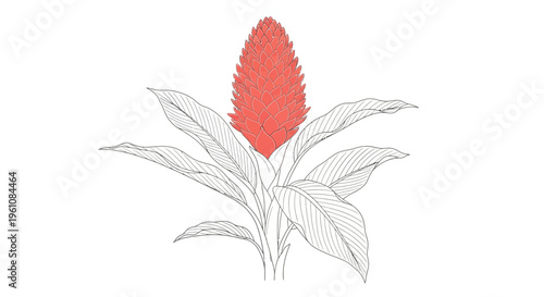 Detailed illustration of a red flower.