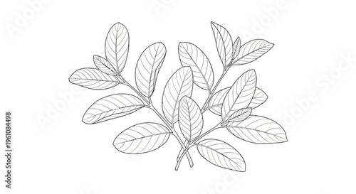 Detailed illustration of leafy green branch.