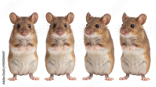 Cute brown mice, standing rodents, white bellies, four animals, wildlife creatures isolated PNG with Transparent Background