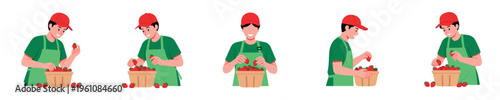 Farmer picking strawberries into basket