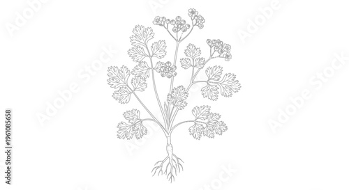 Detailed illustration of a flowering plant.