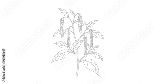 Detailed illustration of plant with catkins.