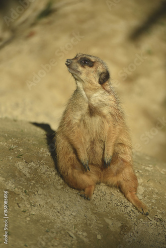 Portrait of meerkat standing on the land