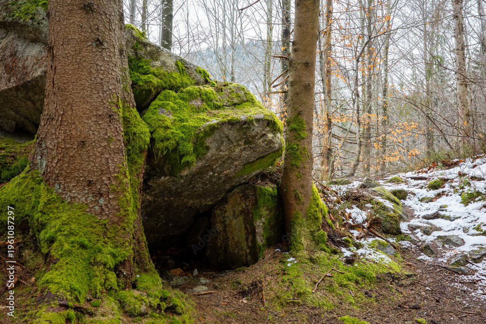 Naklejka premium A massive moss-covered boulder rests between two sturdy tree trunks in a serene winter forest, where patches of white snow dust the rugged, rocky ground. 