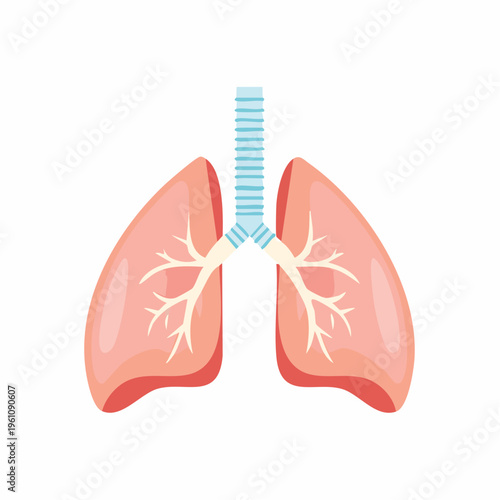 Human Respiratory System A Detailed Illustration of Healthy Lungs and Trachea