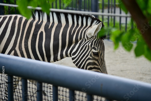 A zebra in a zoo. Wild zebra caged, animals in captivity. Imperial zebra gnawing iron cage bars outdoors. Nature and animals concept.