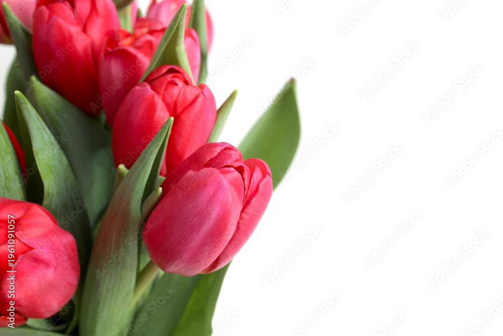 Fototapeta premium There are fresh red tulips on a white background.