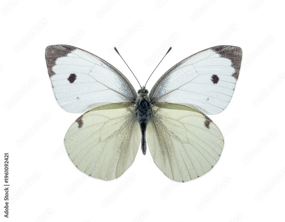 Fototapeta premium Butterfly, white with black-tipped wings resting with delicate veined texture