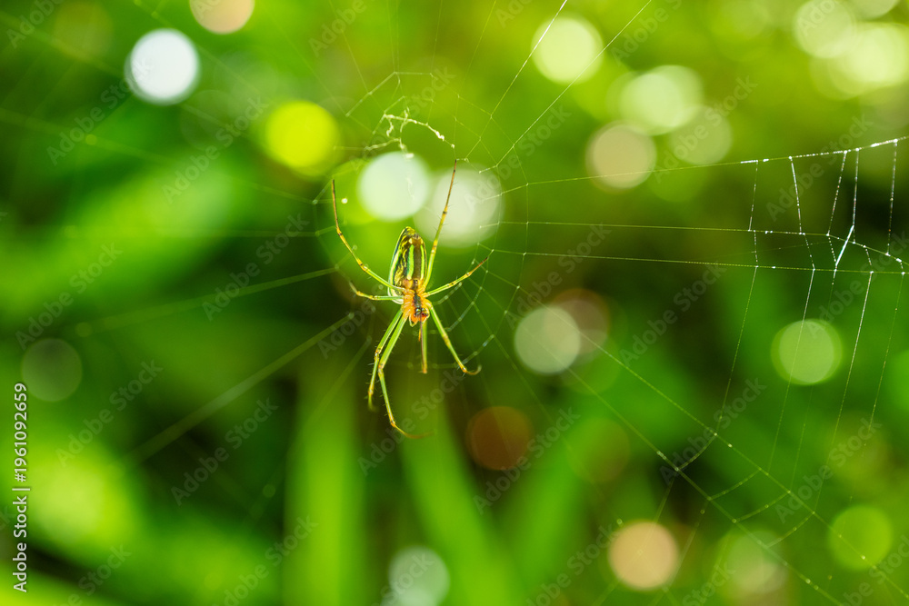 Naklejka premium Spider on Web with Green Nature Background and Bokeh Light in Garden Macro Photography