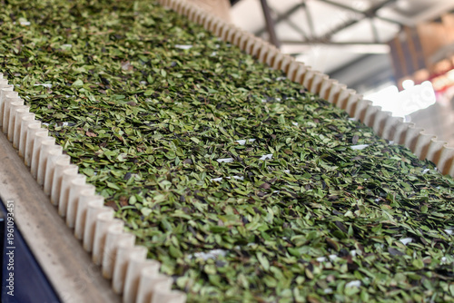 Industrial processing and drying of lingonberry leaves on conveyor belt in herbal production facility. Selective focus. 