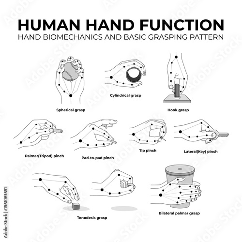human hand function biomechanics and basic grasping pattern flat line illustration
