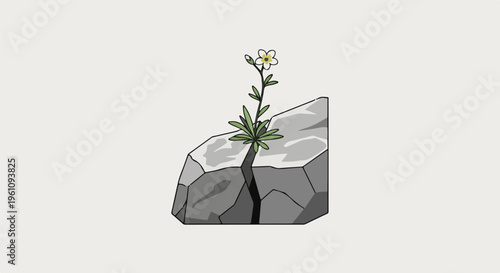 Small white flower grows from crack in a gray rock