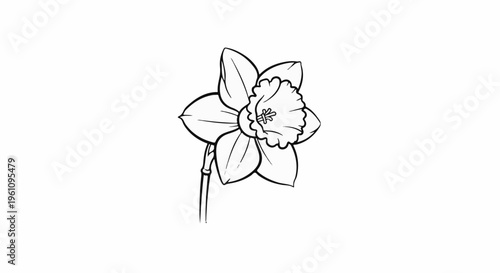 Simple black and white line drawing of a single daffodil flower